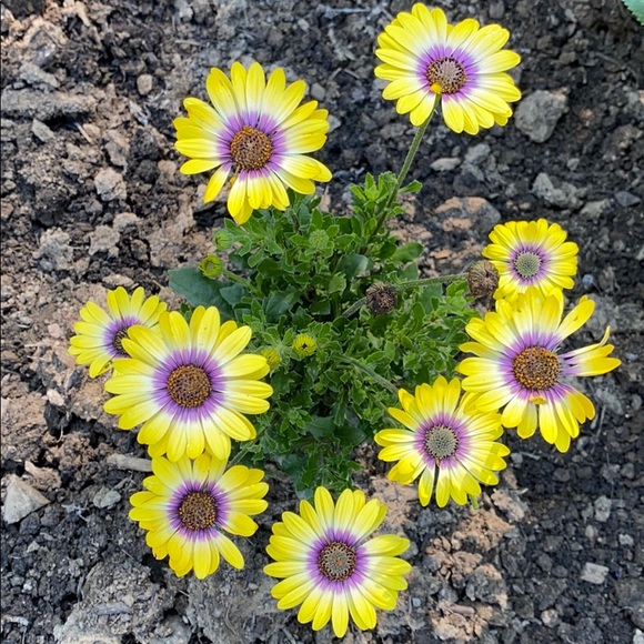 Big Sale! Smoke free home! - Picture 2 of 2